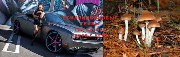 PSILOCYBIN Бронницы